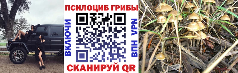 Галлюциногенные грибы Psilocybine cubensis дарнет шоп omg Ейск
